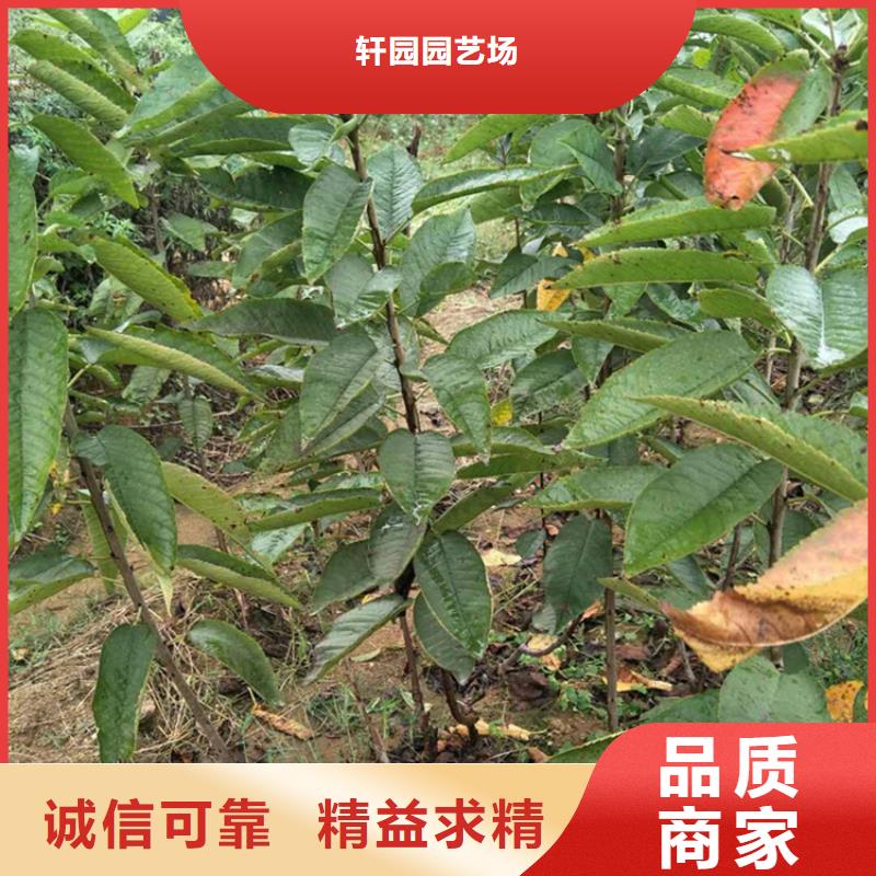 大樱桃苗适合种植地区