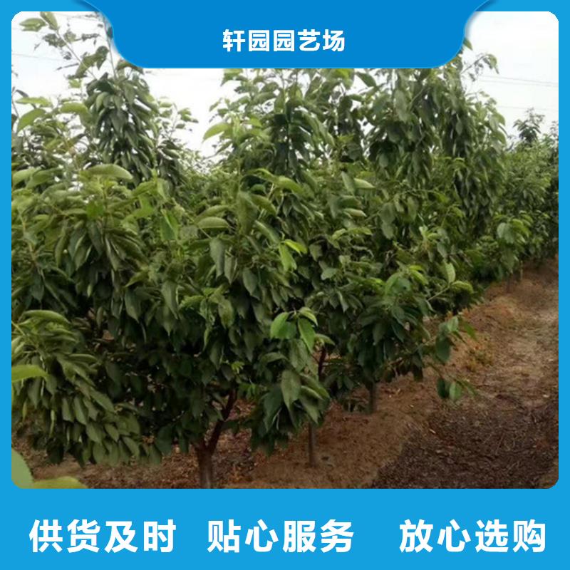 樱桃苹果苗海量现货直销