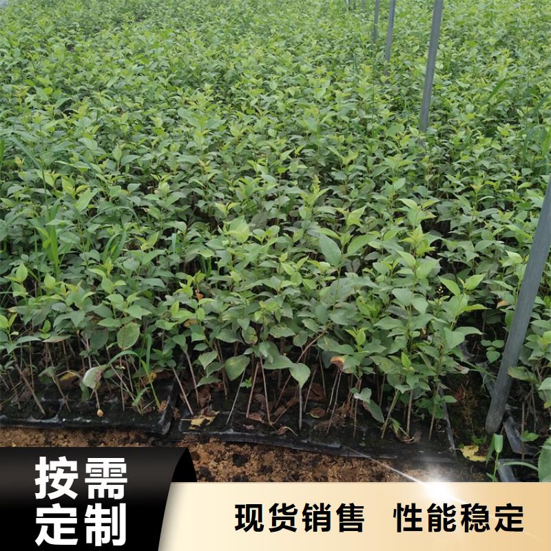 樱桃苹果苗海量现货直销