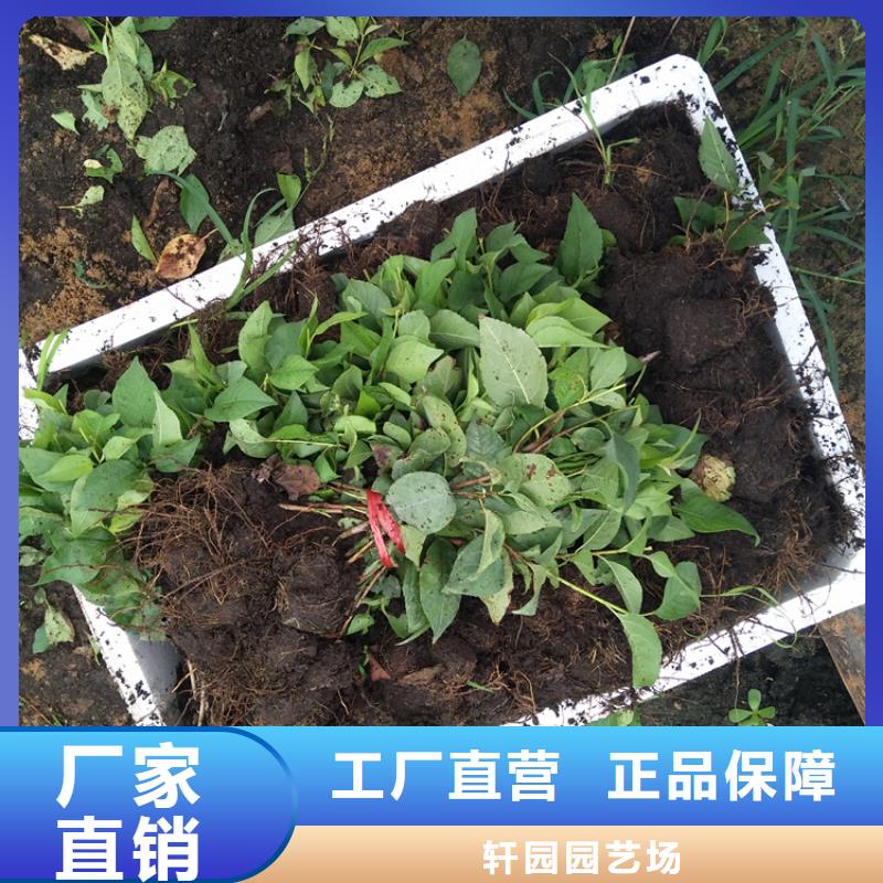 樱桃梨树苗专业厂家