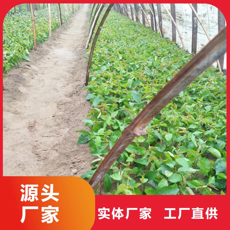 樱桃梨树苗专业厂家