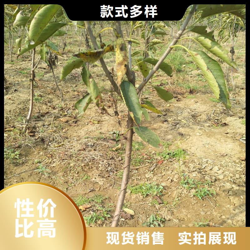樱桃桃树苗价格公道合理