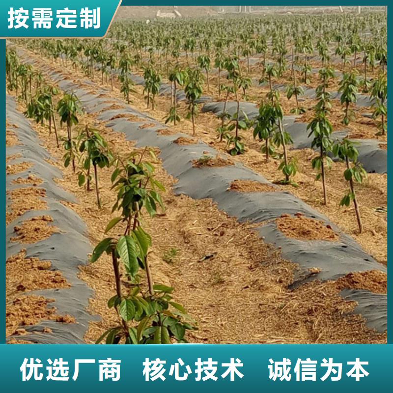 樱桃桃树苗价格公道合理