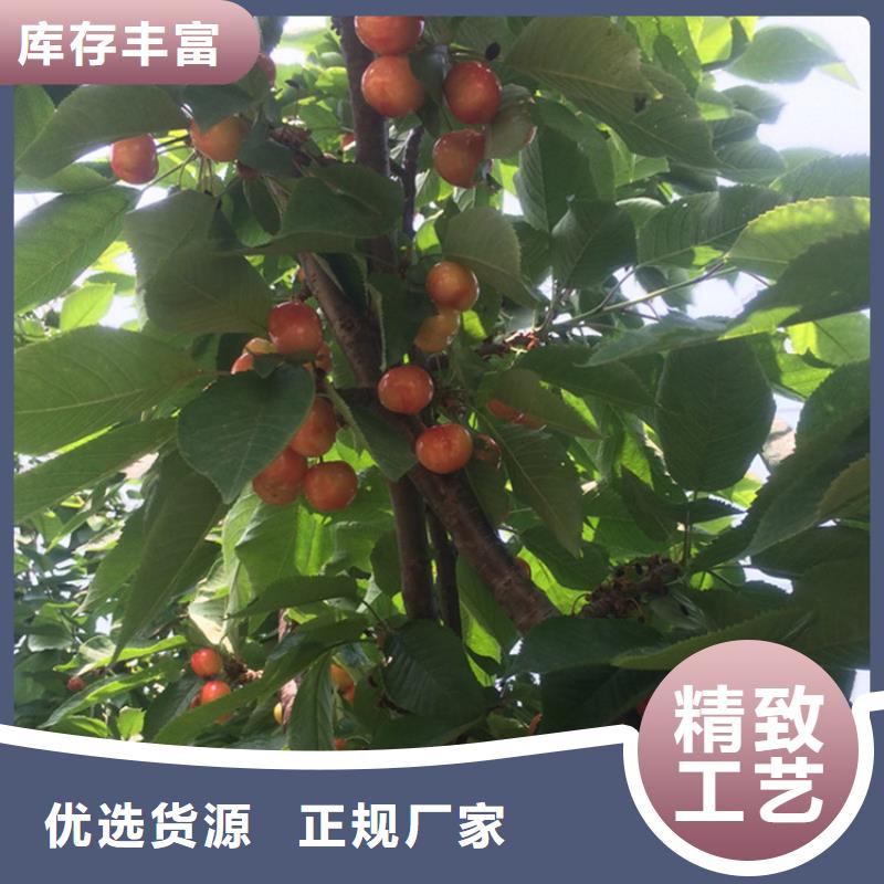 樱桃桃树苗价格公道合理