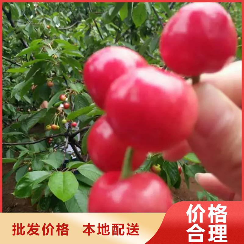 樱桃苹果苗海量现货直销