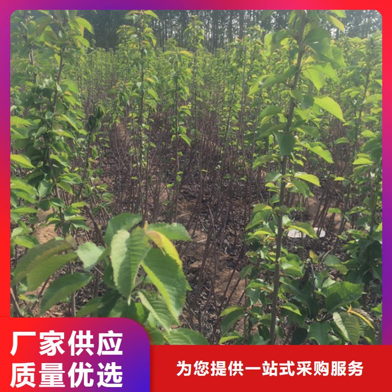 矮化大樱桃树苗种植技术