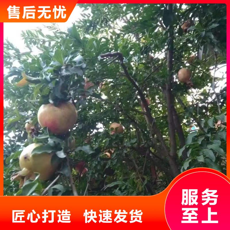 石榴蓝莓苗厂家大量现货