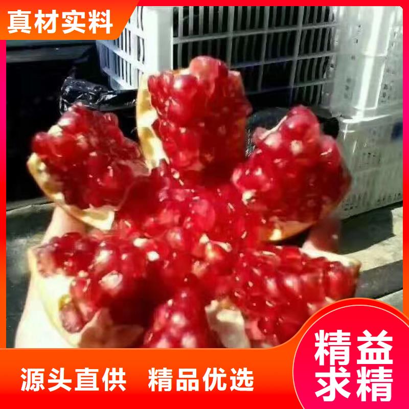 石榴【猕猴桃苗】定制定做