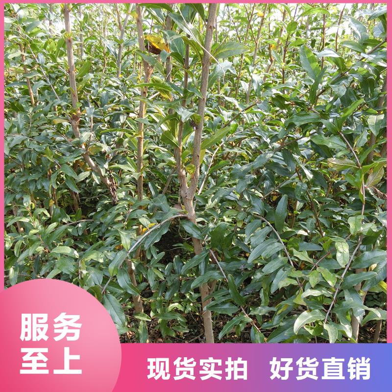桃树苗视频-桃树苗|江苏省镇江市|润州|丹徒|泰州|南京|常州|宿迁|徐州|扬州|连云港