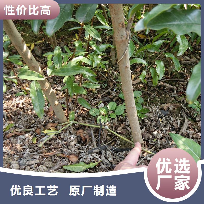 石榴桃树苗货真价实