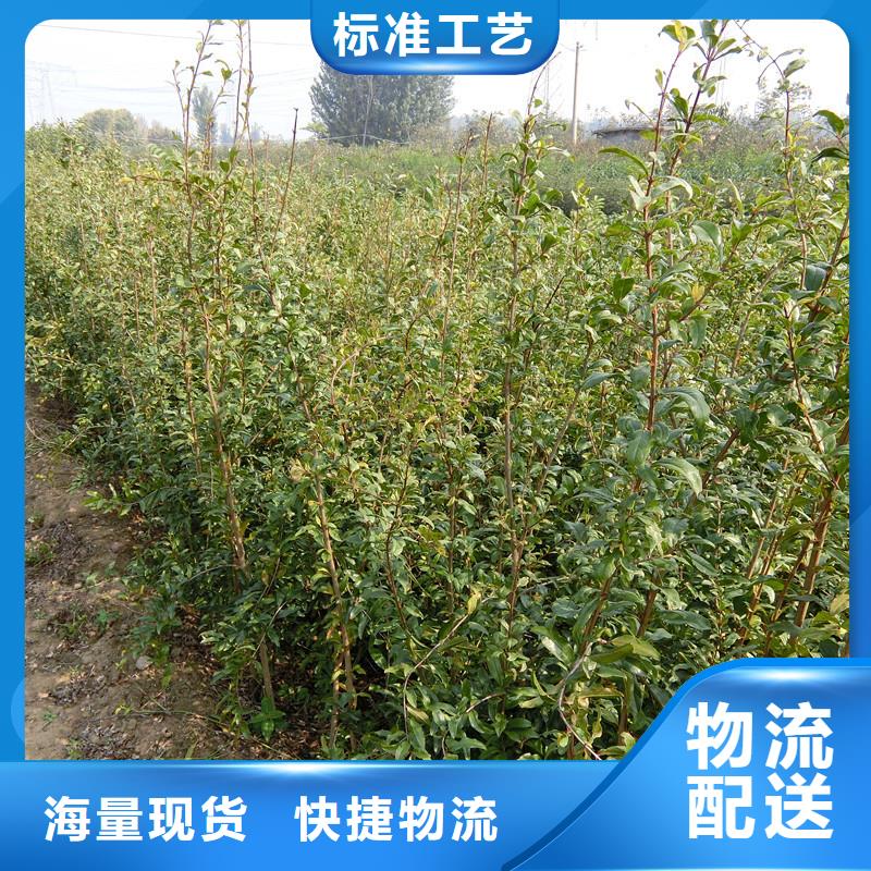 桃树苗视频-桃树苗|江苏省镇江市|润州|丹徒|泰州|南京|常州|宿迁|徐州|扬州|连云港