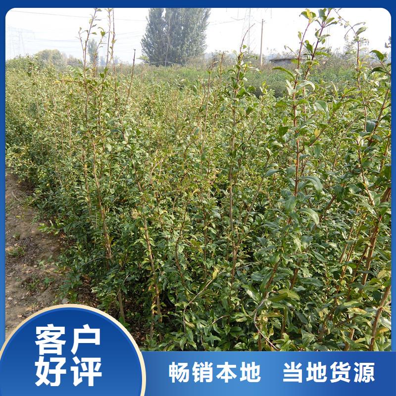 石榴桃树苗货真价实