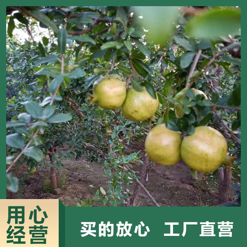 桃树苗视频-桃树苗|江苏省镇江市|润州|丹徒|泰州|南京|常州|宿迁|徐州|扬州|连云港