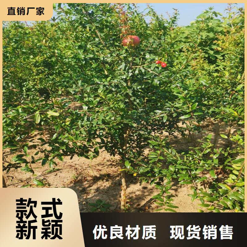 石榴蓝莓苗多种规格供您选择