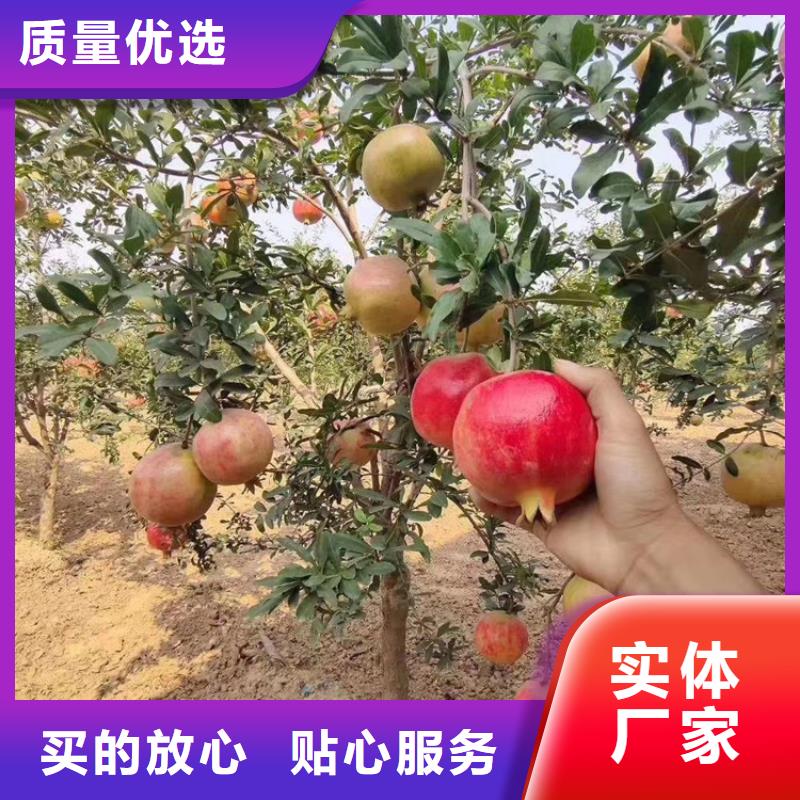 甜籽石榴树根系发达