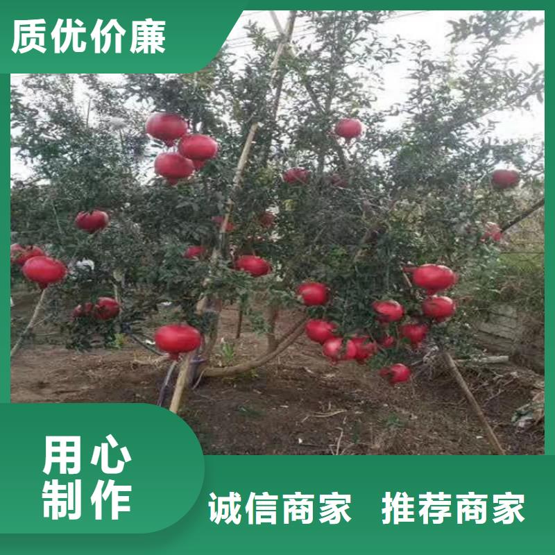 桃树苗视频-桃树苗|江苏省镇江市|润州|丹徒|泰州|南京|常州|宿迁|徐州|扬州|连云港