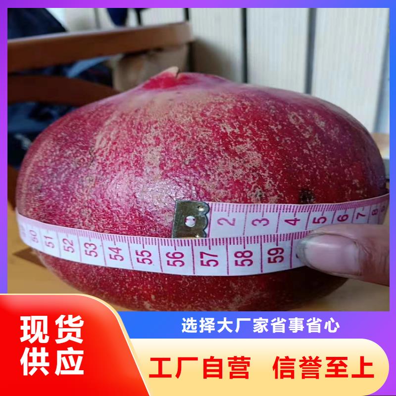 石榴蓝莓苗多种规格供您选择