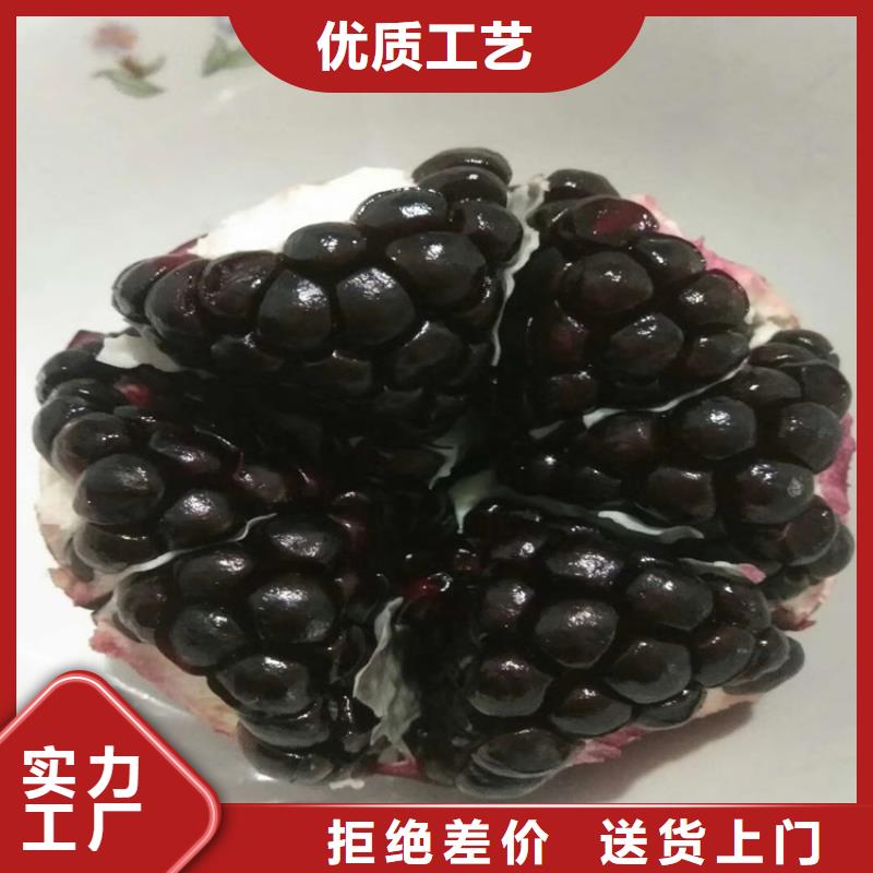 桃树苗视频-桃树苗|江苏省镇江市|润州|丹徒|泰州|南京|常州|宿迁|徐州|扬州|连云港