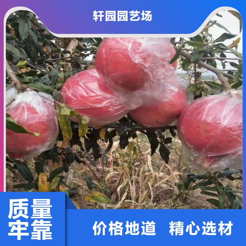 桃树苗视频-桃树苗|江苏省镇江市|润州|丹徒|泰州|南京|常州|宿迁|徐州|扬州|连云港