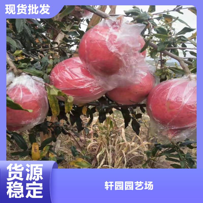 石榴桃树苗货真价实