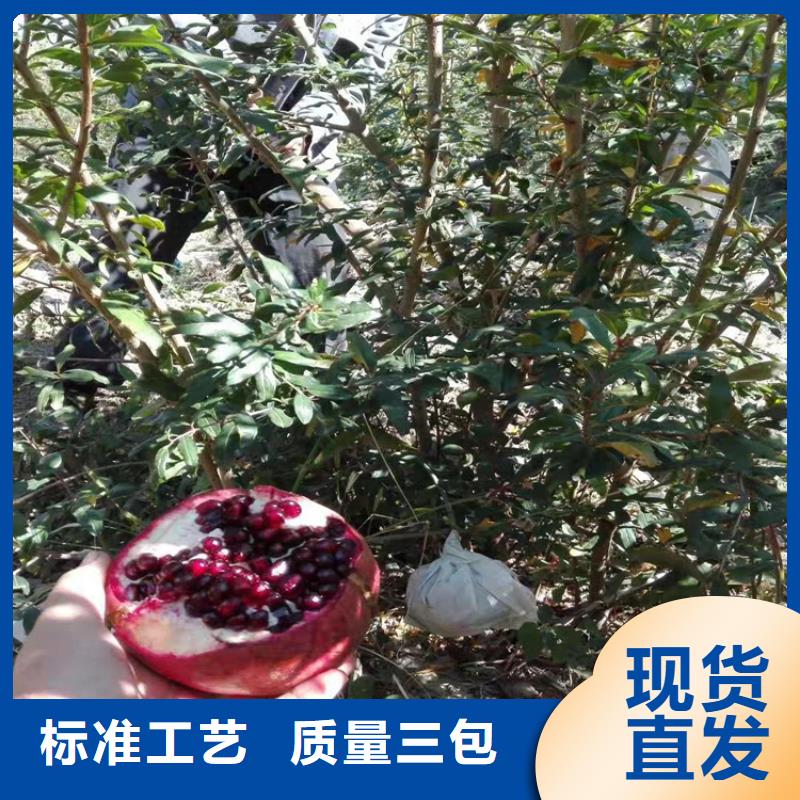 石榴,无花果苗源头厂源头货