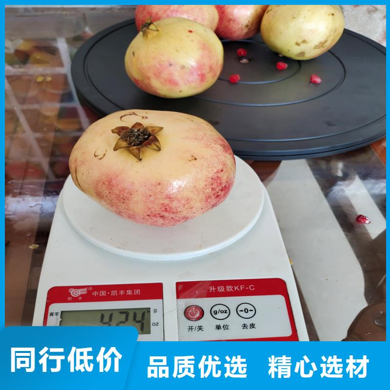 石榴桃树苗货真价实