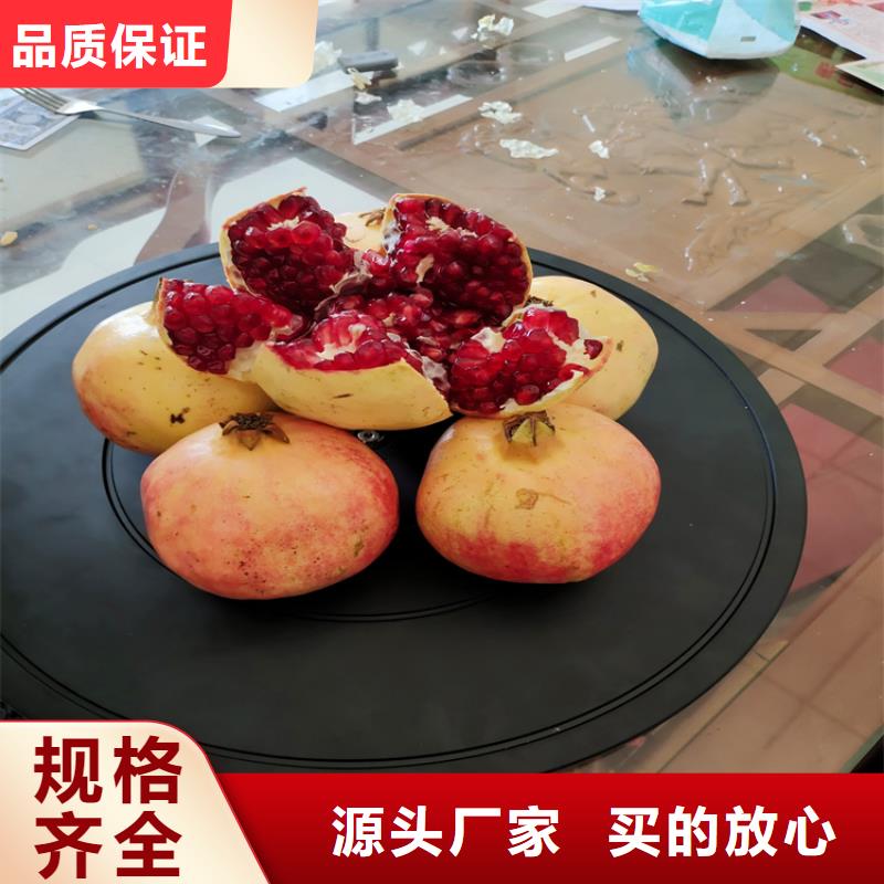 石榴桃树苗货真价实