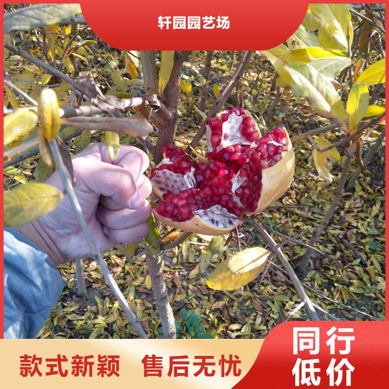 石榴,无花果苗源头厂源头货