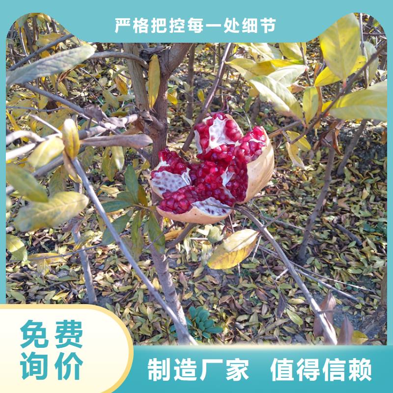 石榴蓝莓苗多种规格供您选择
