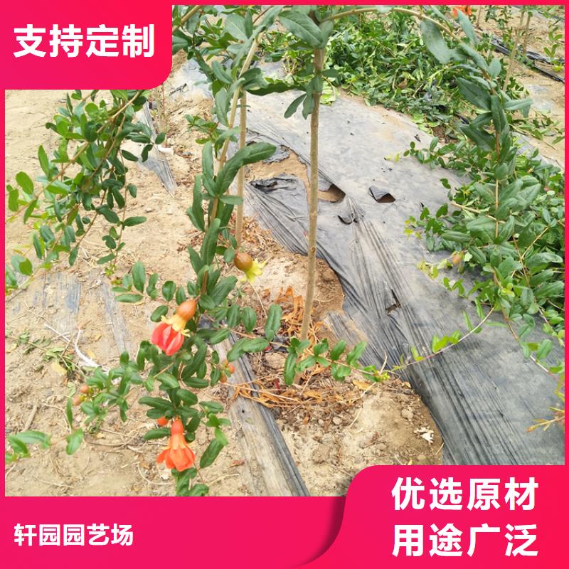 石榴【猕猴桃苗】今年新款