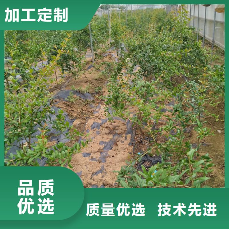 桃树苗视频-桃树苗|江苏省镇江市|润州|丹徒|泰州|南京|常州|宿迁|徐州|扬州|连云港