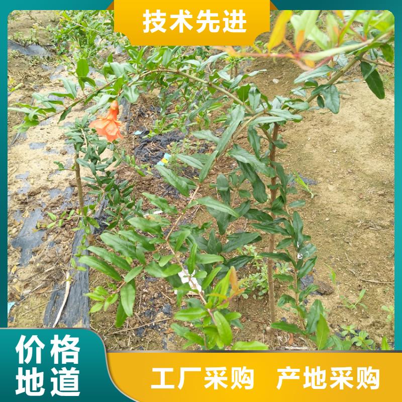石榴蓝莓苗多种规格供您选择