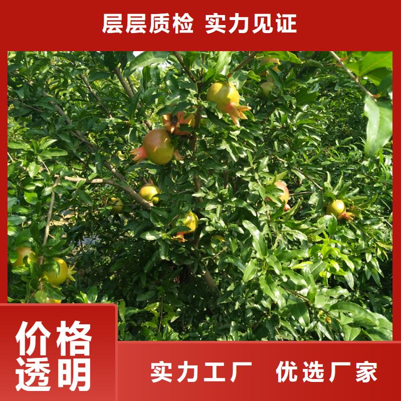 石榴蓝莓苗多种规格供您选择