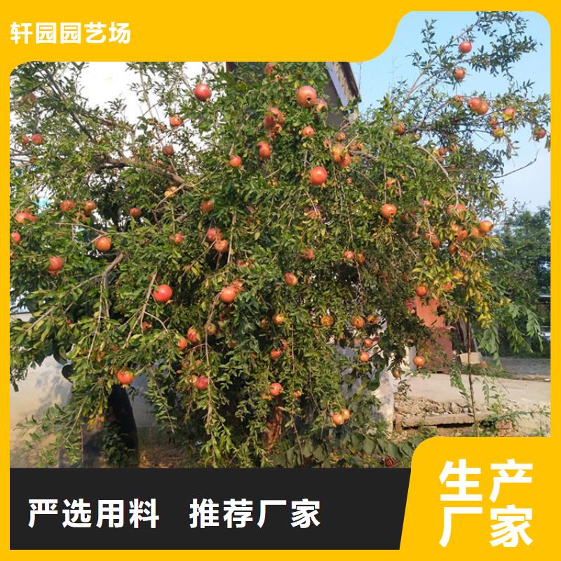石榴蓝莓苗厂家大量现货