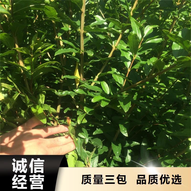 黑籽石榴树苗根系发达