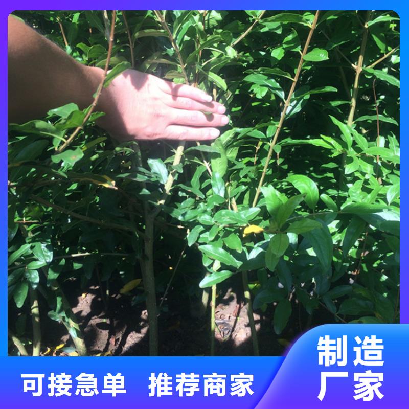 当年结果石榴树露天种植