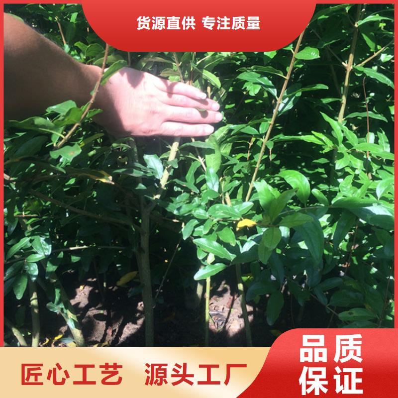 甜籽石榴苗产量多少