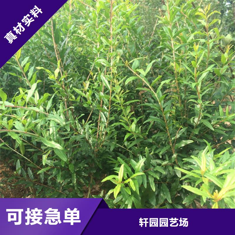 桃树苗视频-桃树苗|江苏省镇江市|润州|丹徒|泰州|南京|常州|宿迁|徐州|扬州|连云港