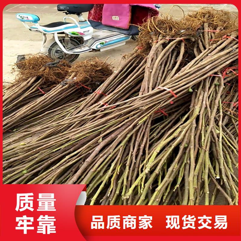 无花果桃树苗工厂自营