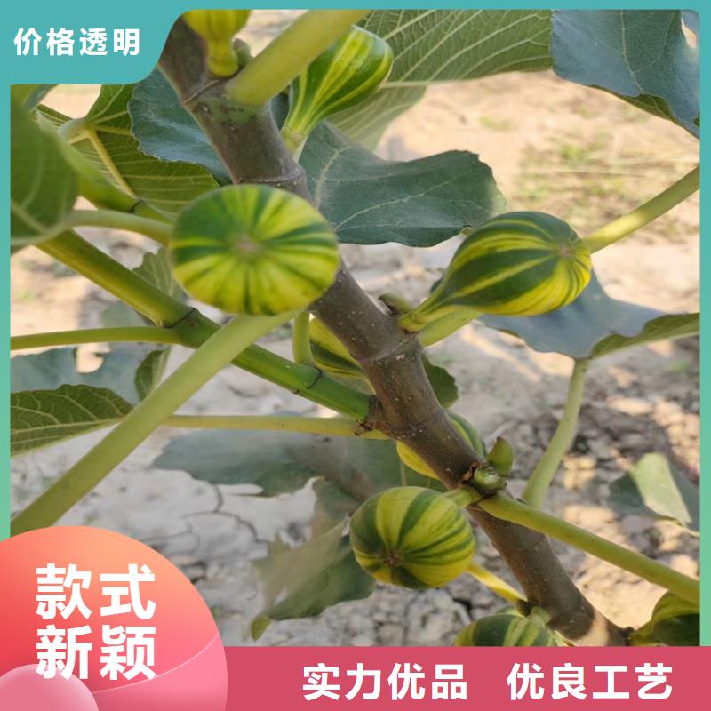 大青皮无花果苗成活率高/轩园园艺场