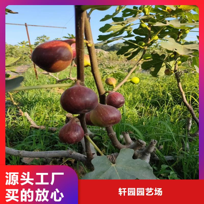 金傲芬无花果苗品种有哪些/轩园园艺场