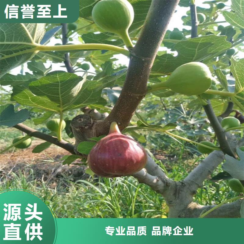 无花果,杏树苗常年出售