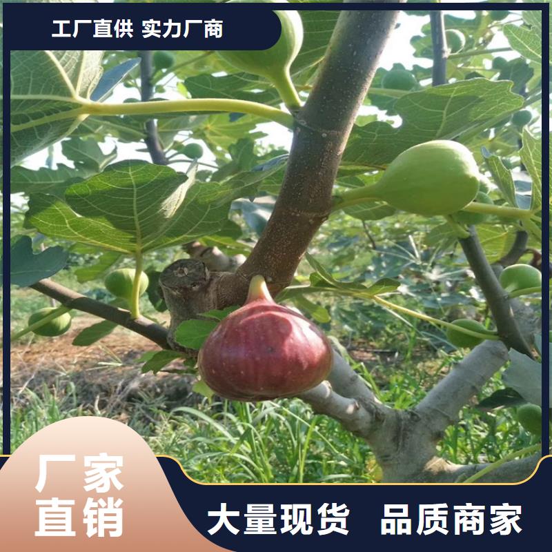 无花果【嘎啦苹果】用品质说话