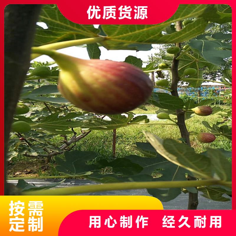 无花果桃树苗工厂自营