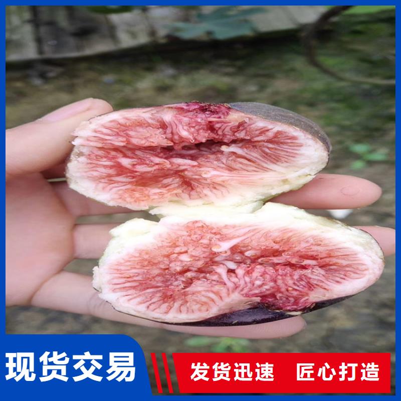 无花果桃树苗工厂自营
