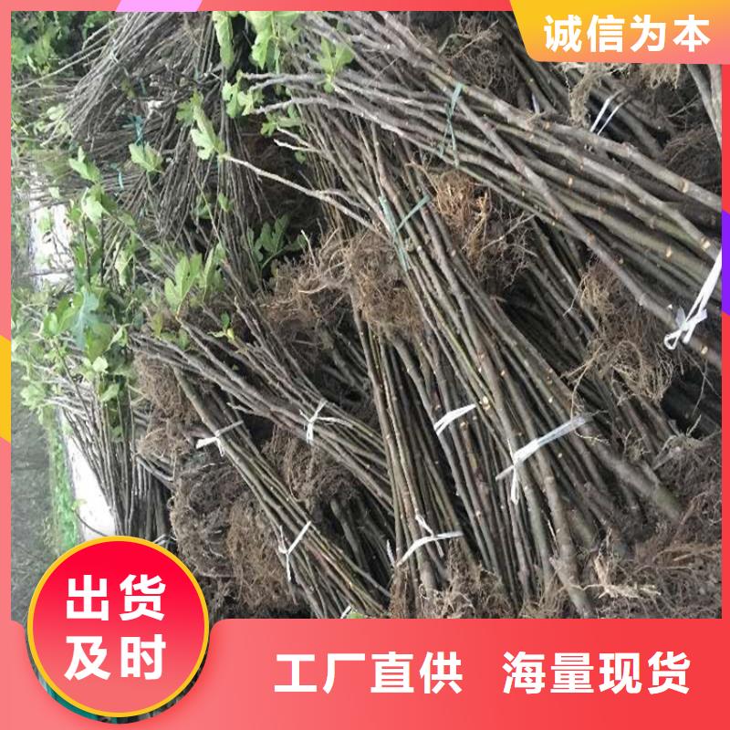 大青皮无花果苗种植基地