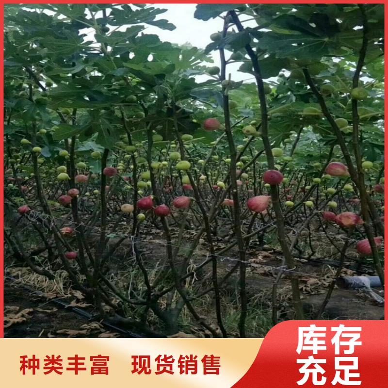 无花果【嘎啦苹果】用品质说话