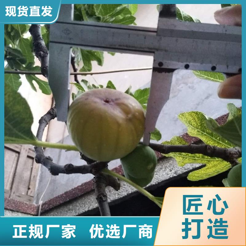 无花果桃树苗价格公道合理