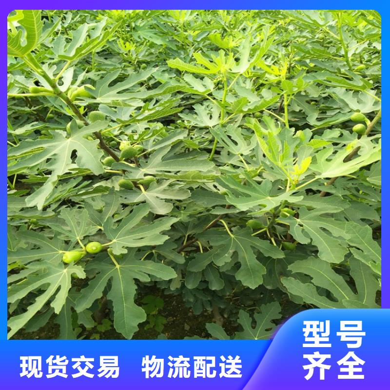 无花果石榴树免费寄样