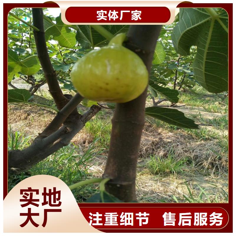 无花果桃树苗工厂自营